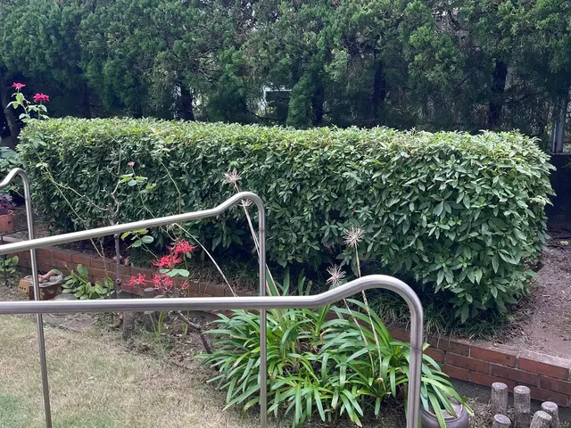 ☆生垣の剪定お任せください☆お庭、空き家、アパートなどサービスの画像