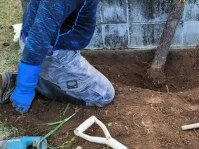 庭木の伐採・抜根サービスの画像