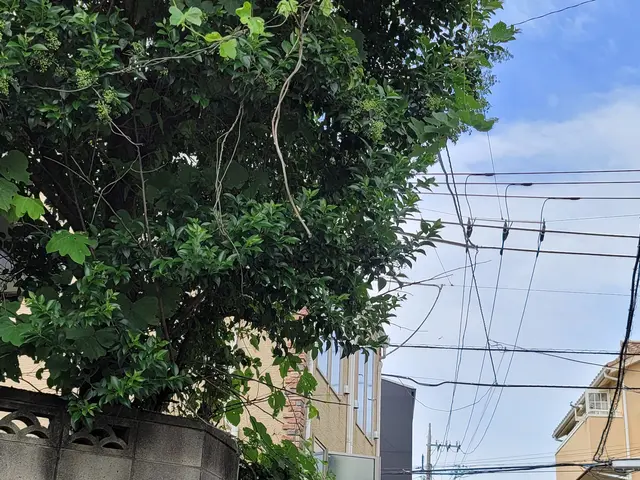 庭木の伐採・抜根サービスの画像