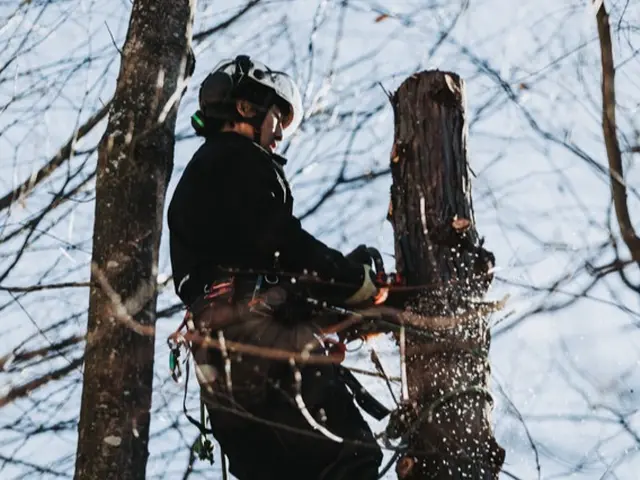 【特殊伐採】家や電線など大切なものの近くの木の伐採でお困りではありませんか？サービスの画像