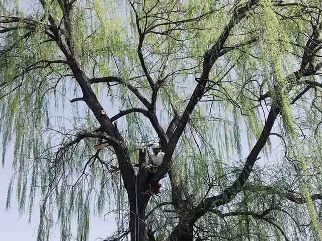 【特殊伐採】家や電線など大切なものの近くの木の伐採でお困りではありませんか？サービスの画像