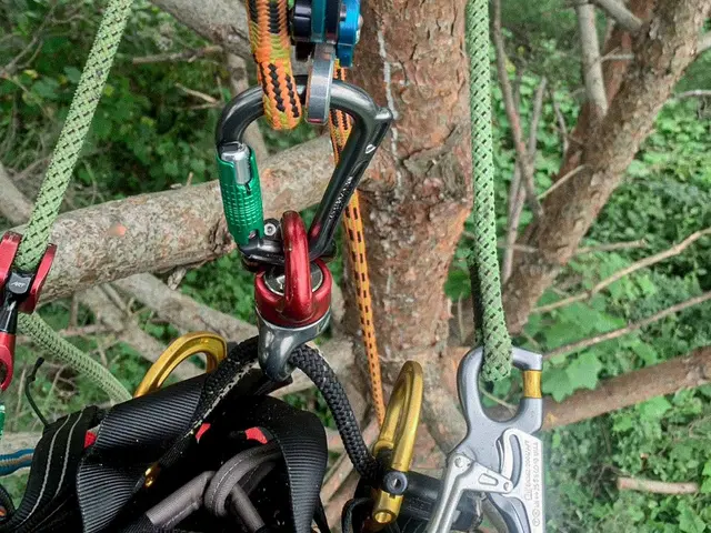 【特殊伐採】家や電線など大切なものの近くの木の伐採でお困りではありませんか？サービスの画像