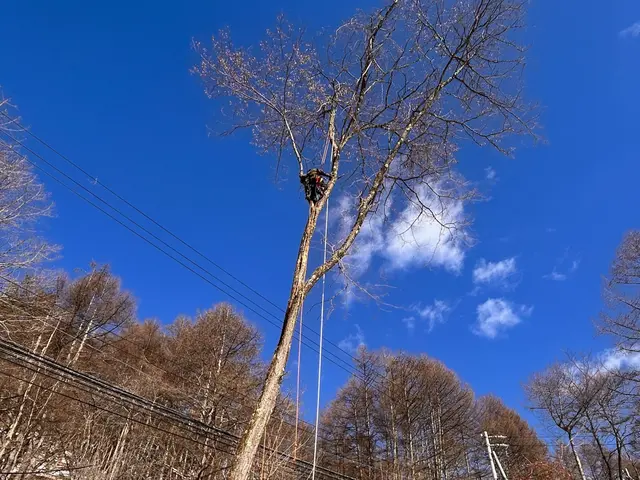 【特殊伐採】家や電線など大切なものの近くの木の伐採でお困りではありませんか？サービスの画像