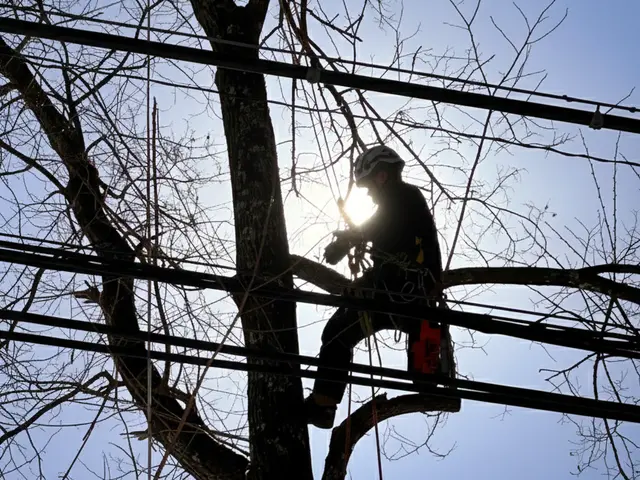 【特殊伐採】家や電線など大切なものの近くの木の伐採でお困りではありませんか？サービスの画像