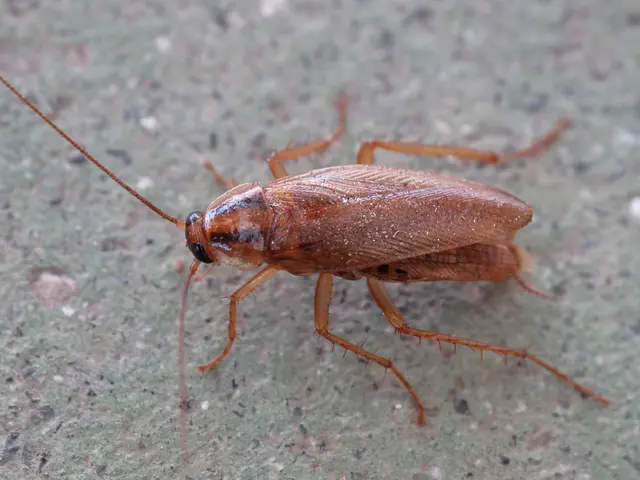 【注目( • ̀ω•́ )っ】国家資格保有プロが行う最強の「ゴキブリ駆除」サービスの画像