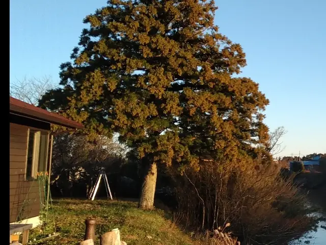 ★風通しの良い爽やかなお庭に★   4月後半～6月中までのご予約を受付中です。サービスの画像