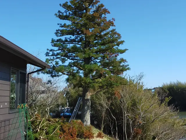 ★風通しの良い爽やかなお庭に★   4月後半～6月中までのご予約を受付中です。サービスの画像