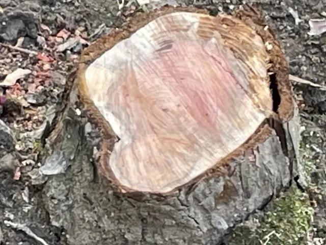 事前の現地確認で明瞭なお見積を！ご要望に寄り添い安全に行う庭木伐採！サービスの画像