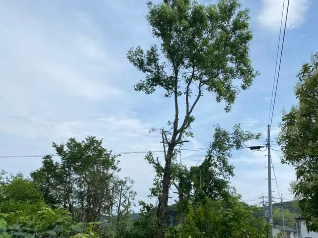 伐採・抜根お任せください。。料金表はあくまで目安です。複数であれば値引します。サービスの画像