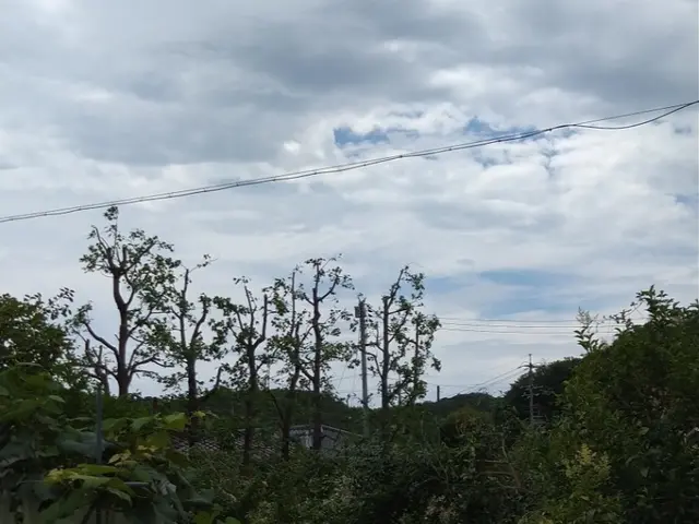 伐採・抜根お任せください。。料金表はあくまで目安です。複数であれば値引します。サービスの画像