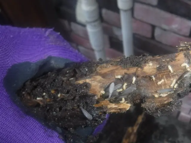 豊富な経験で安心◎ 専門知識を持ったスタッフが害虫害獣のトラブルを解決します！サービスの画像