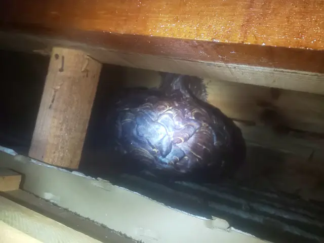 【蜂の巣駆除】サービスの画像