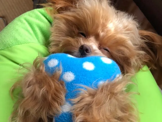 【9月出店】ブリーダー出身/業界No. 1ペットシッティング/東京都内対応可◎サービスの画像