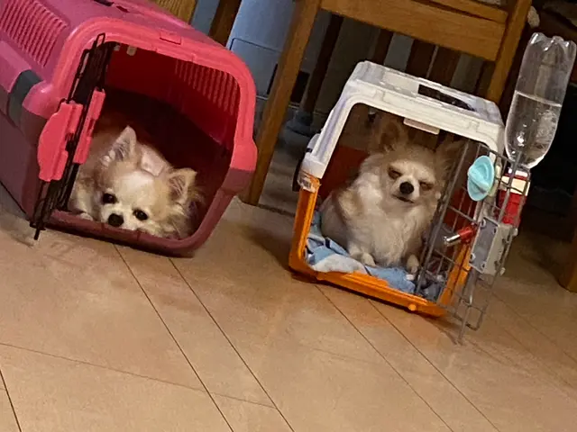 【9月出店】ブリーダー出身/業界No. 1ペットシッティング/東京都内対応可◎サービスの画像