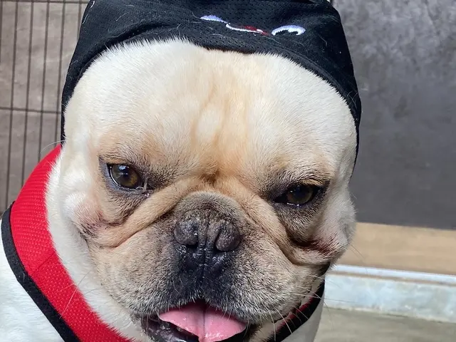 【9月出店】ブリーダー出身/業界No. 1ペットシッティング/東京都内対応可◎サービスの画像