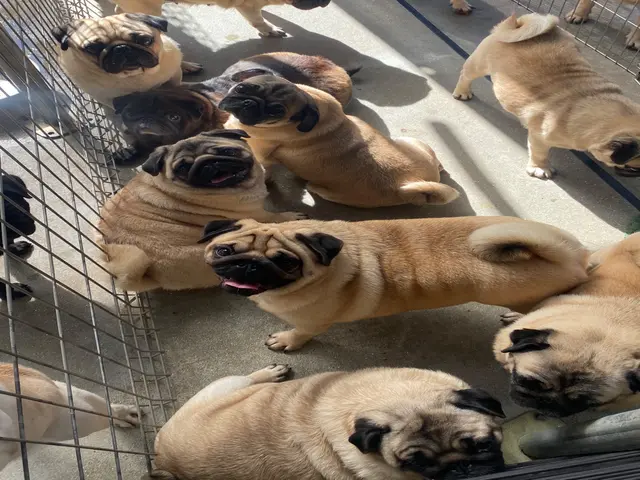 【9月出店】ブリーダー出身/業界No. 1ペットシッティング/東京都内対応可◎サービスの画像