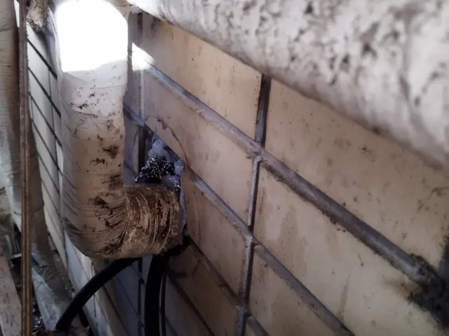 ネズミの事を知り尽くしています。千葉、神奈川、東京、埼玉無料見積もり対応します。サービスの画像