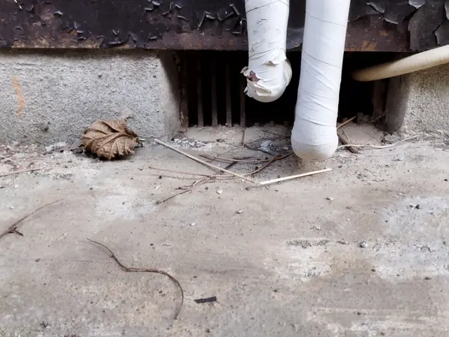 ネズミの事を知り尽くしています。千葉、神奈川、東京、埼玉無料見積もり対応します。サービスの画像