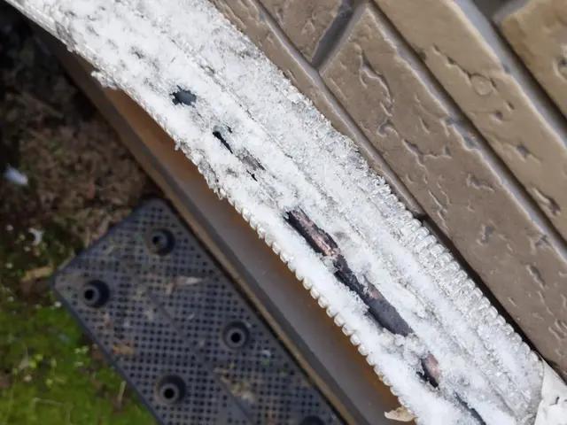 ネズミの事を知り尽くしています。千葉、神奈川、東京、埼玉無料見積もり対応します。サービスの画像