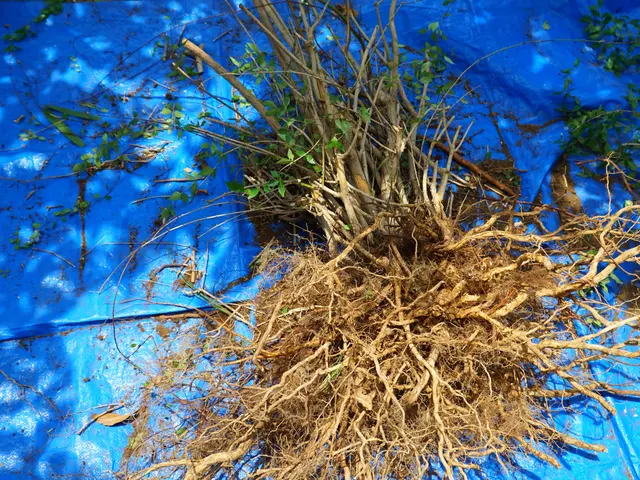 新規出店◎狭いお庭でもできる堀上げ・吊上げサービスの画像