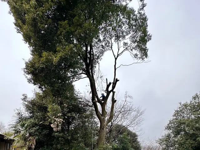 高木もご相談してください！！ツリークライミング技術！！サービスの画像