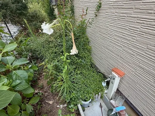 庭の草むりしサービスの画像