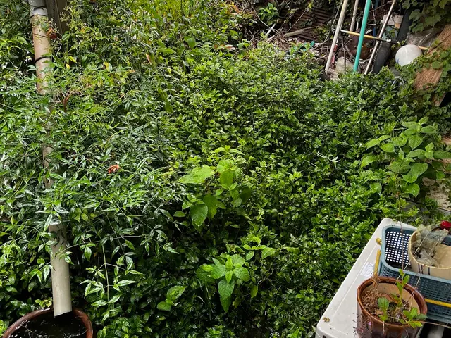 休日もご相談可能！女性スタッフ同行で安心のお庭のお手入れサービスサービスの画像