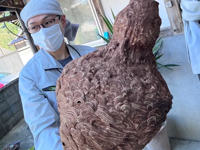 【日本防除品質管理機構 - 優良事業者認定店】が手掛け蜂の巣駆除!!サービスの画像