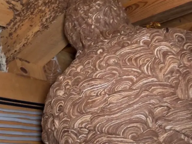 【日本防除品質管理機構 - 優良事業者認定店】が手掛け蜂の巣駆除!!サービスの画像