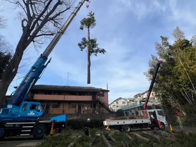 20メートル越えの特殊伐採も可能！プロの技です安心安全に作業いたしますサービスの画像