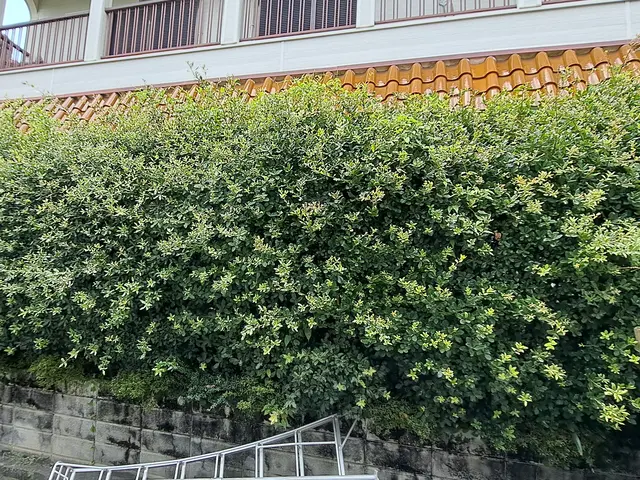 《新規》風と緑に命を宿す庭造り！主の大切なお庭を良き心の郷里にと心掛けています。サービスの画像