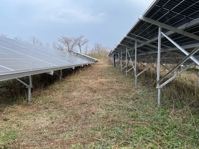 草刈り、草むしり、剪定いたします！サービスの画像