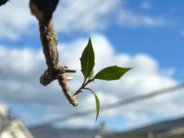 剪定ダイレクトサービスの画像