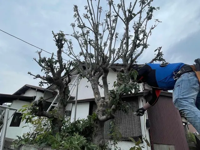 丁寧な作業で、お客様のご要望にお応えします！高木剪定可・お庭一式値引き有りサービスの画像