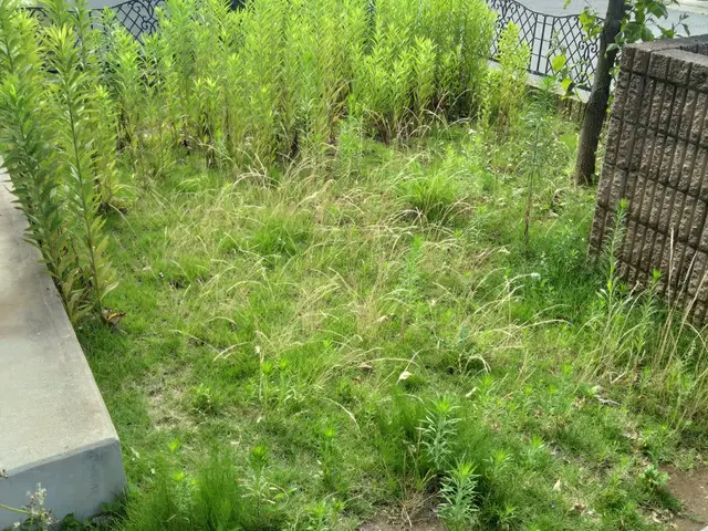草むしり作業サービスの画像