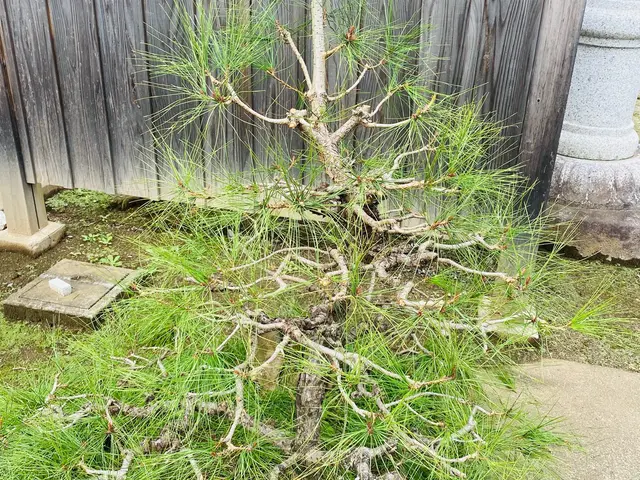 軽剪定や強剪定など難しい透かし剪定などをご要望にお応えしてかっこよくします♪サービスの画像