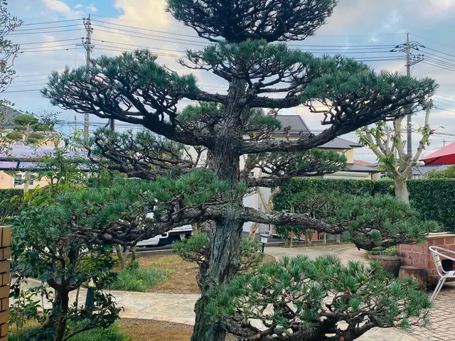 軽剪定や強剪定など難しい透かし剪定などをご要望にお応えしてかっこよくします♪サービスの画像