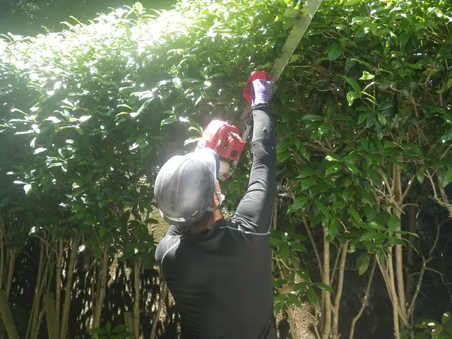 《業歴50年の実績》庭木の剪定なら当社におまかせください！サービスの画像