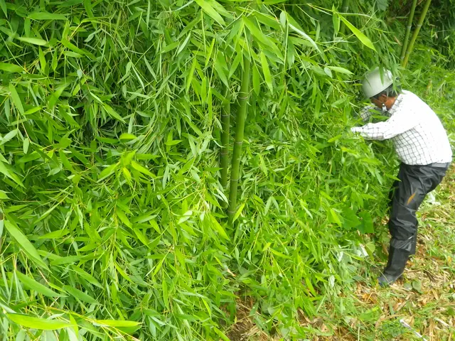 《業歴50年の実績》庭木の剪定なら当社におまかせください！サービスの画像