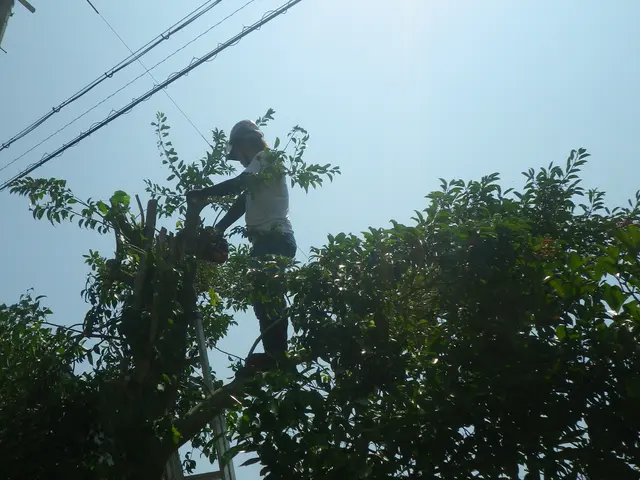 《業歴50年の実績》庭木の剪定なら当社におまかせください！サービスの画像