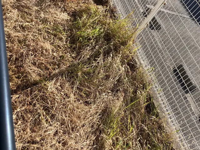 雑草処理、草刈りサービスの画像