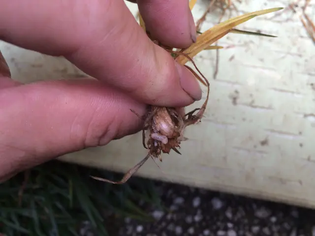 被害の要因を適切に判断し、病虫害防除します。サービスの画像