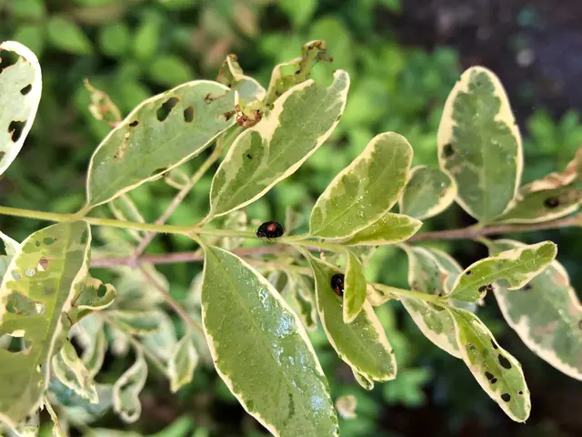 被害の要因を適切に判断し、病虫害防除します。サービスの画像