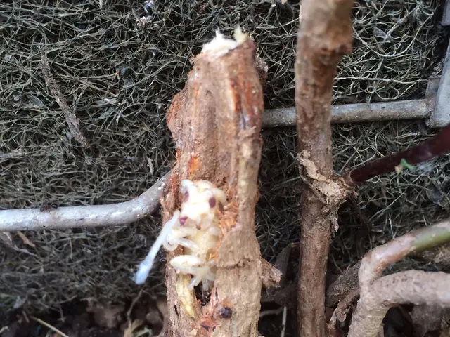 被害の要因を適切に判断し、病虫害防除します。サービスの画像