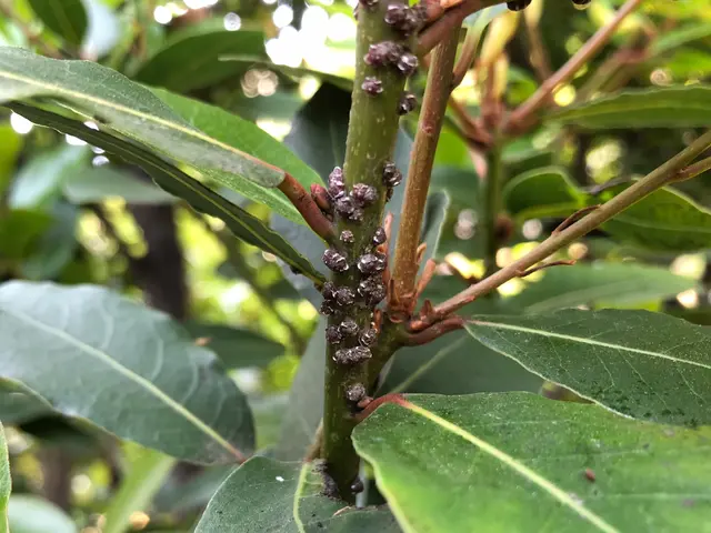 被害の要因を適切に判断し、病虫害防除します。サービスの画像