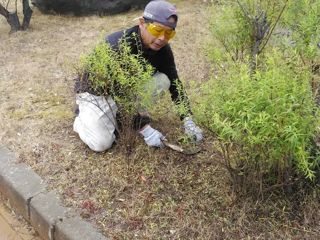 草むしり手作業サービスの画像