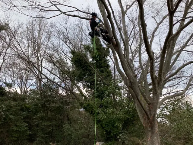 【庭木の伐採・特殊伐採】駐車場代当店負担！営業時間外・対応地域外でもご相談歓迎！サービスの画像