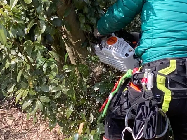 【庭木の伐採・特殊伐採】駐車場代当店負担！営業時間外・対応地域外でもご相談歓迎！サービスの画像