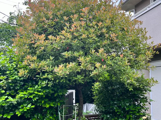 明るく誠実な庭木剪定｜細かくご要望をお伺いしますサービスの画像