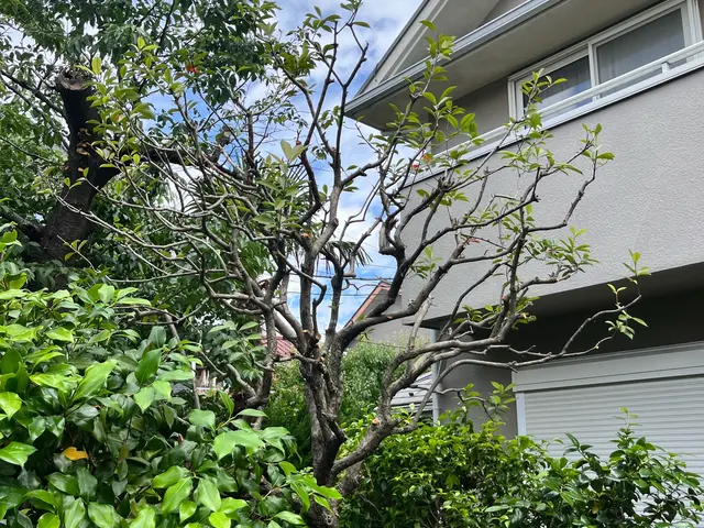 明るく誠実な庭木剪定｜細かくご要望をお伺いしますサービスの画像